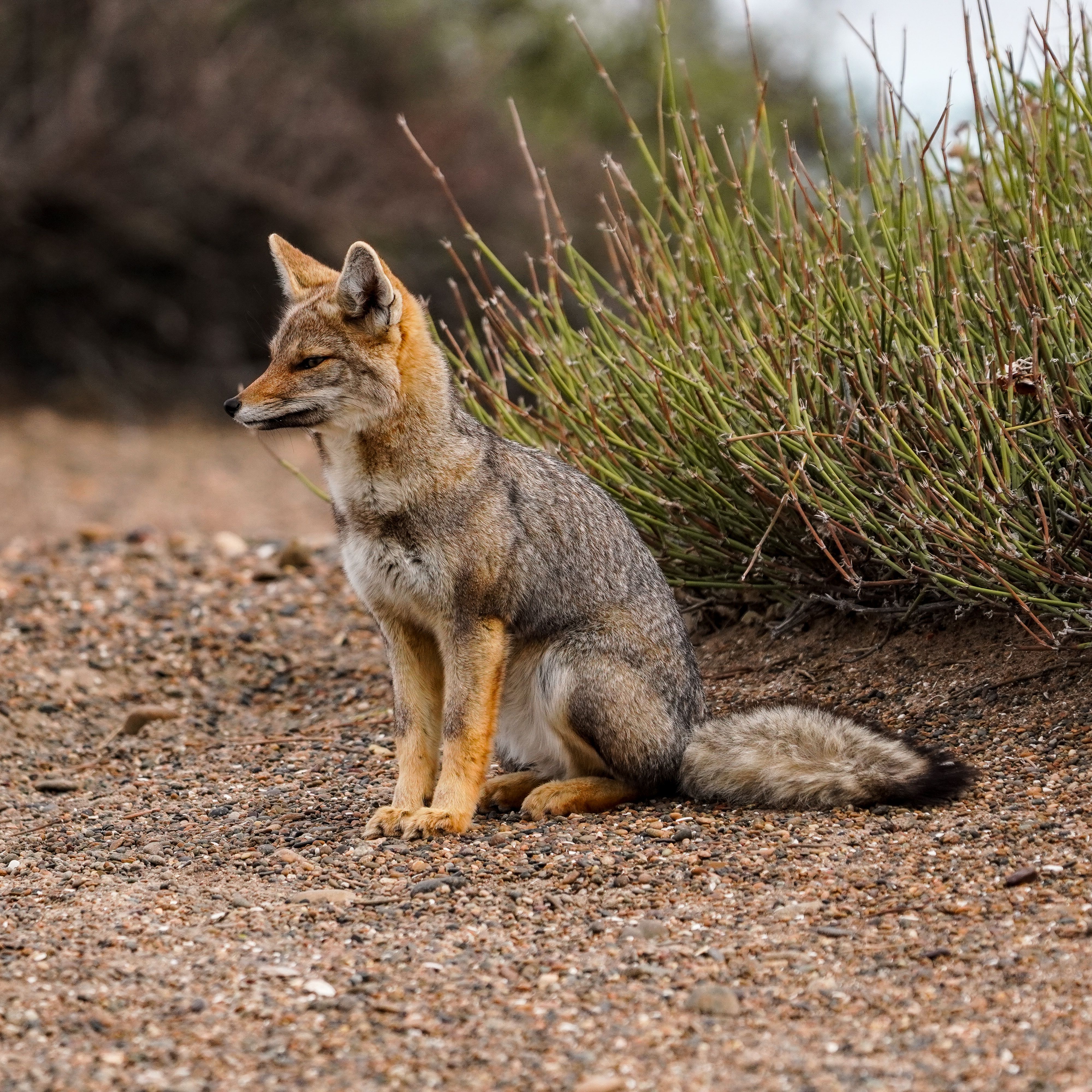 Paisaje de montaña 7