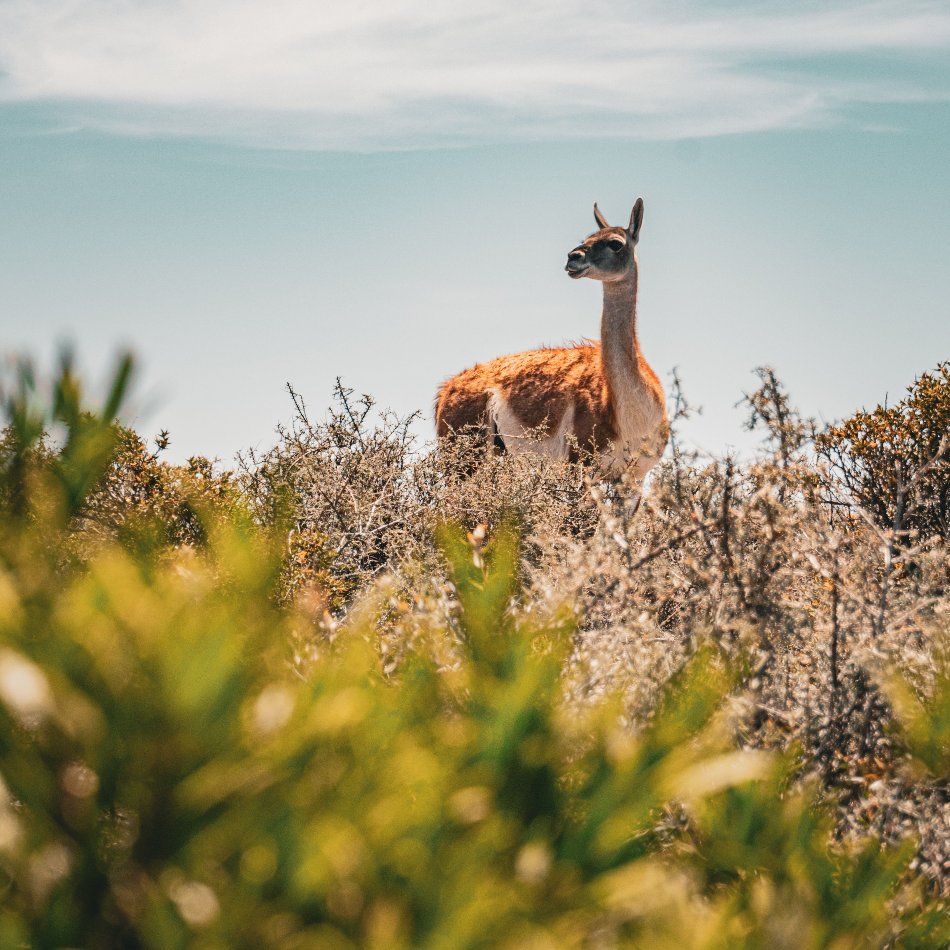 Paisaje de montaña 7