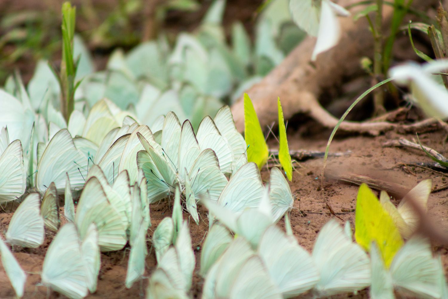 Paisaje de montaña 10
