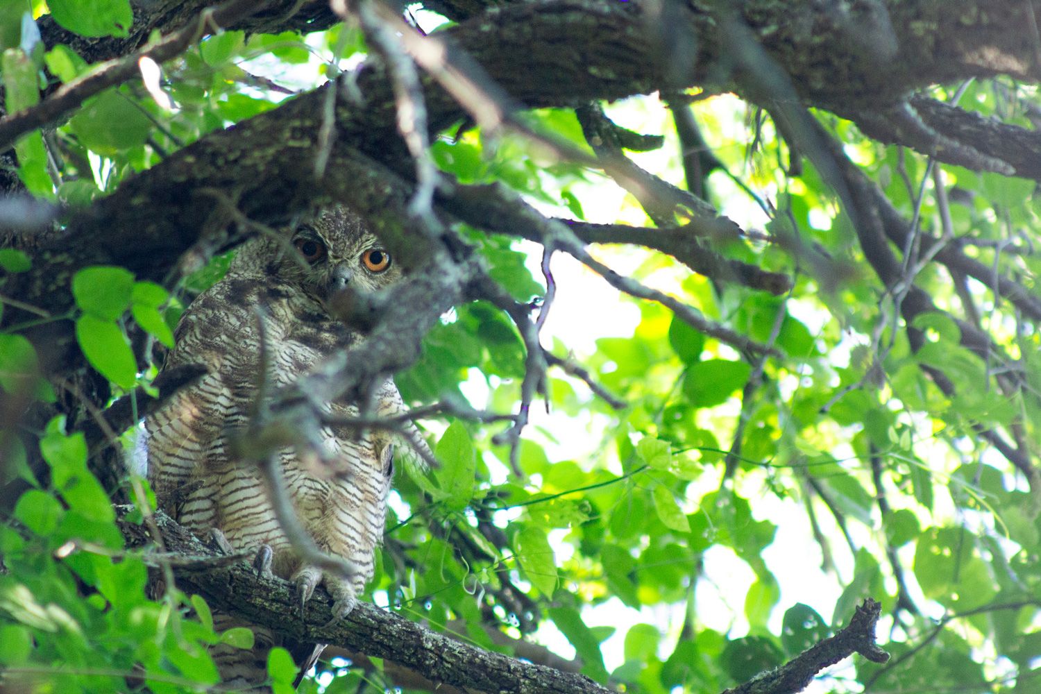 Paisaje de montaña 20