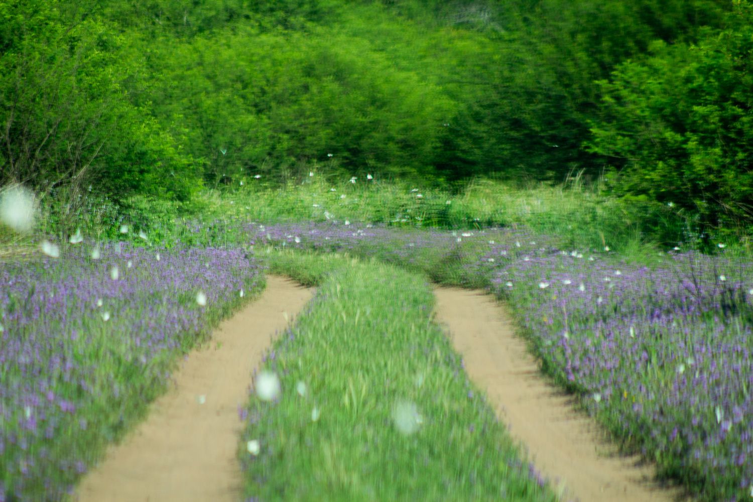 Paisaje de montaña 21