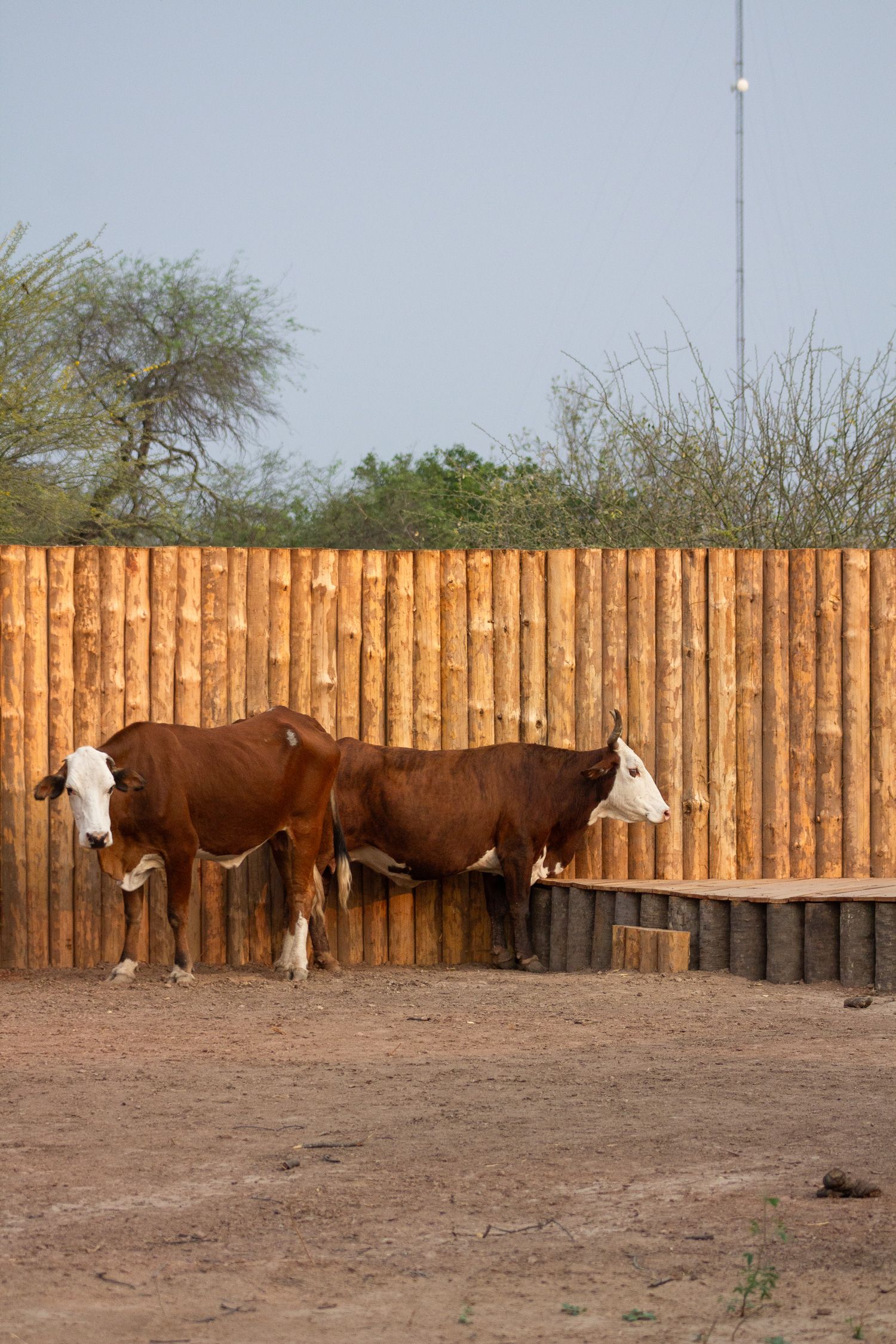 Paisaje de montaña 17