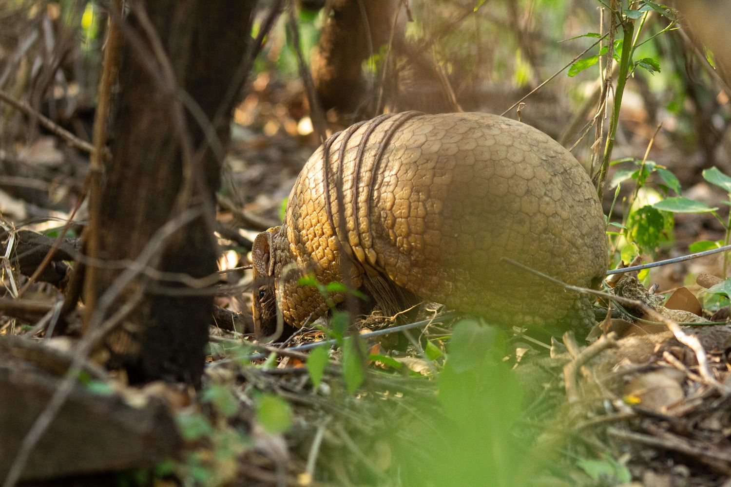 Paisaje de montaña 15