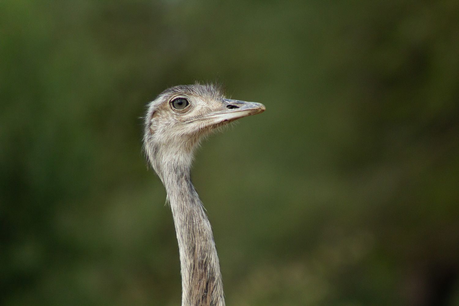 Paisaje de montaña 11