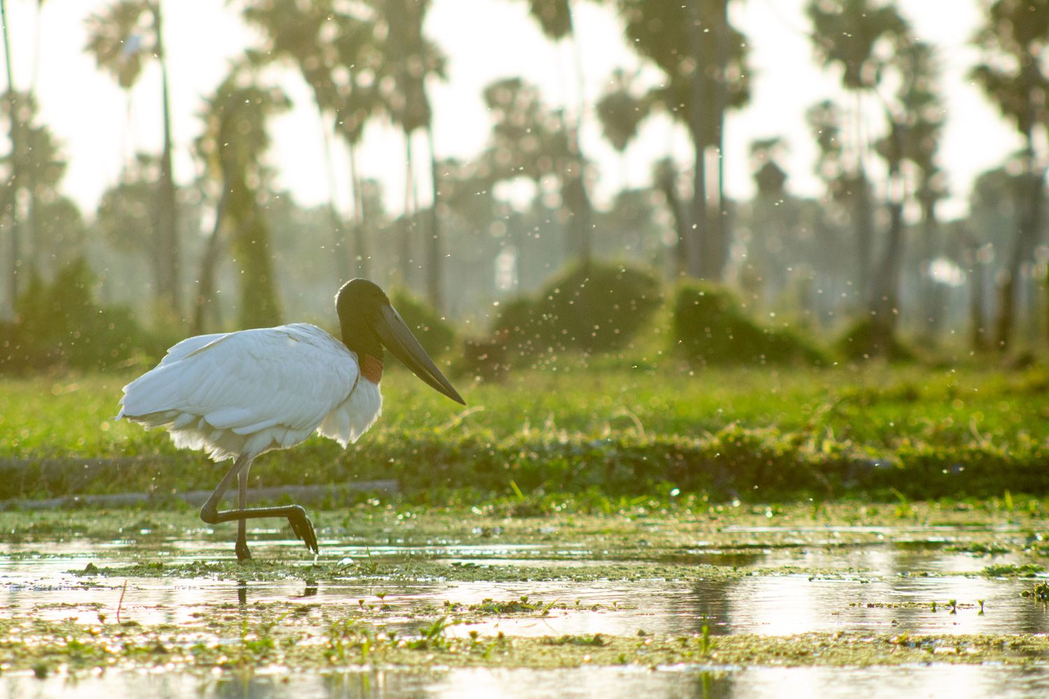 Paisaje de montaña 1