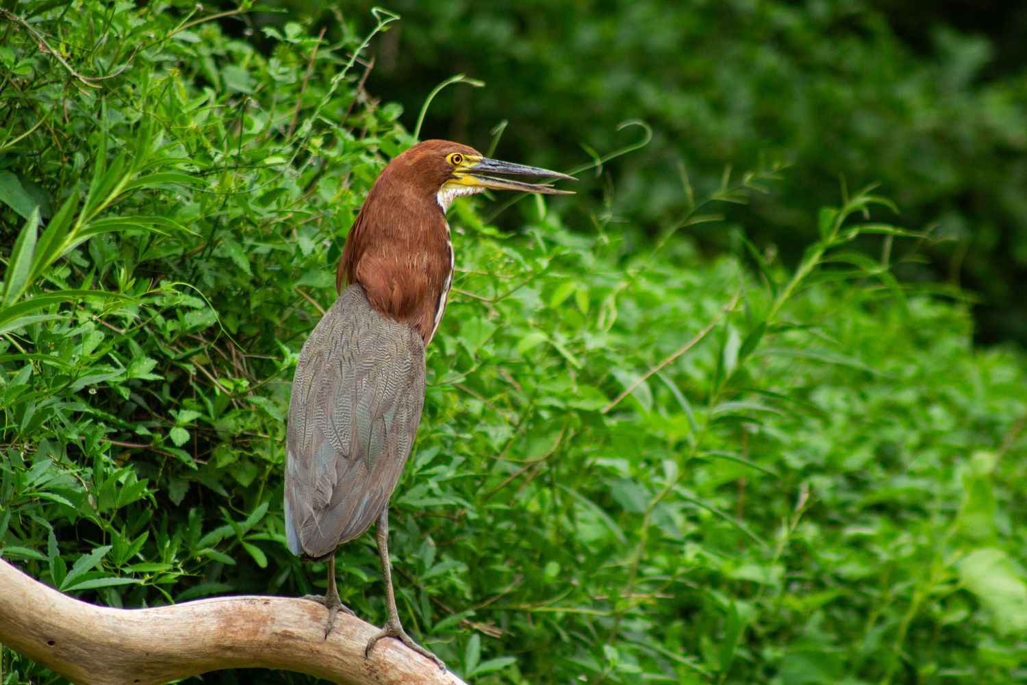 Paisaje de montaña 13
