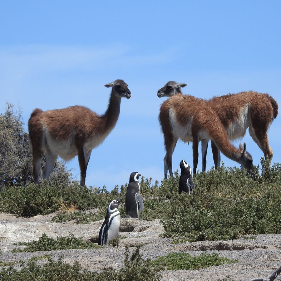 Paisaje de montaña 4