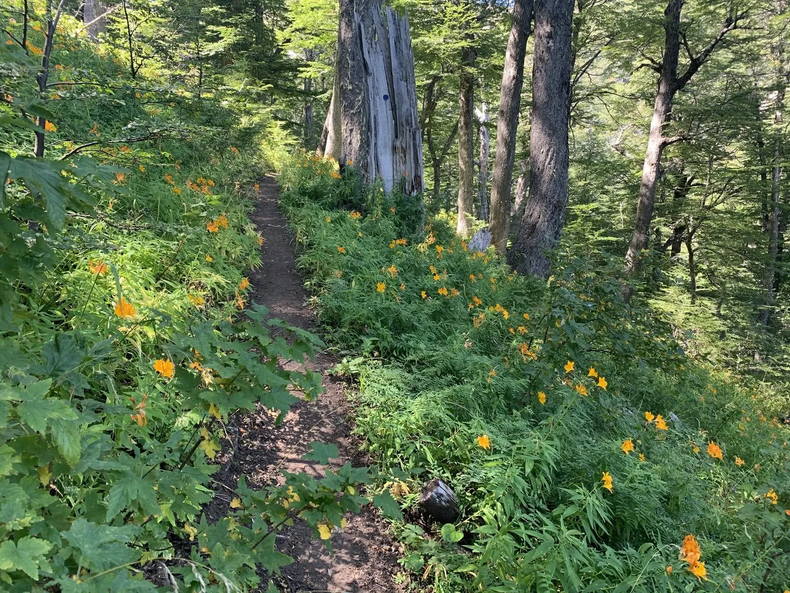 Paisaje de montaña 7