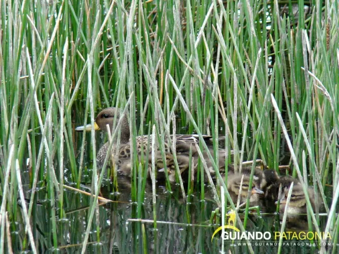 Paisaje de montaña 6