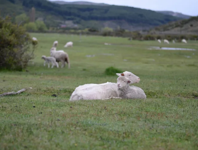 Paisaje de montaña 14