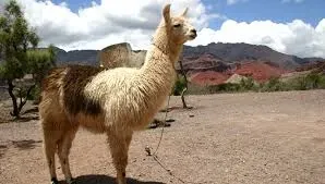 Paisaje de montaña 7