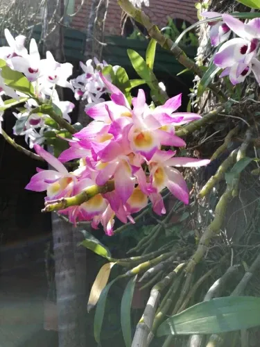 Paisaje de montaña 6