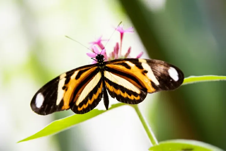 Paisaje de montaña 15