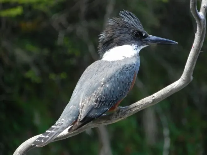 Paisaje de montaña 6