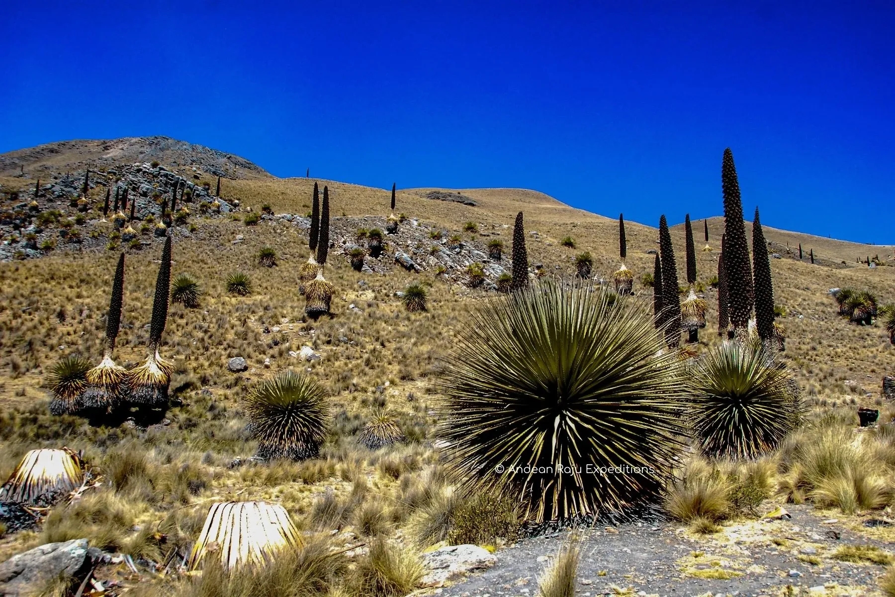 Paisaje de montaña 8