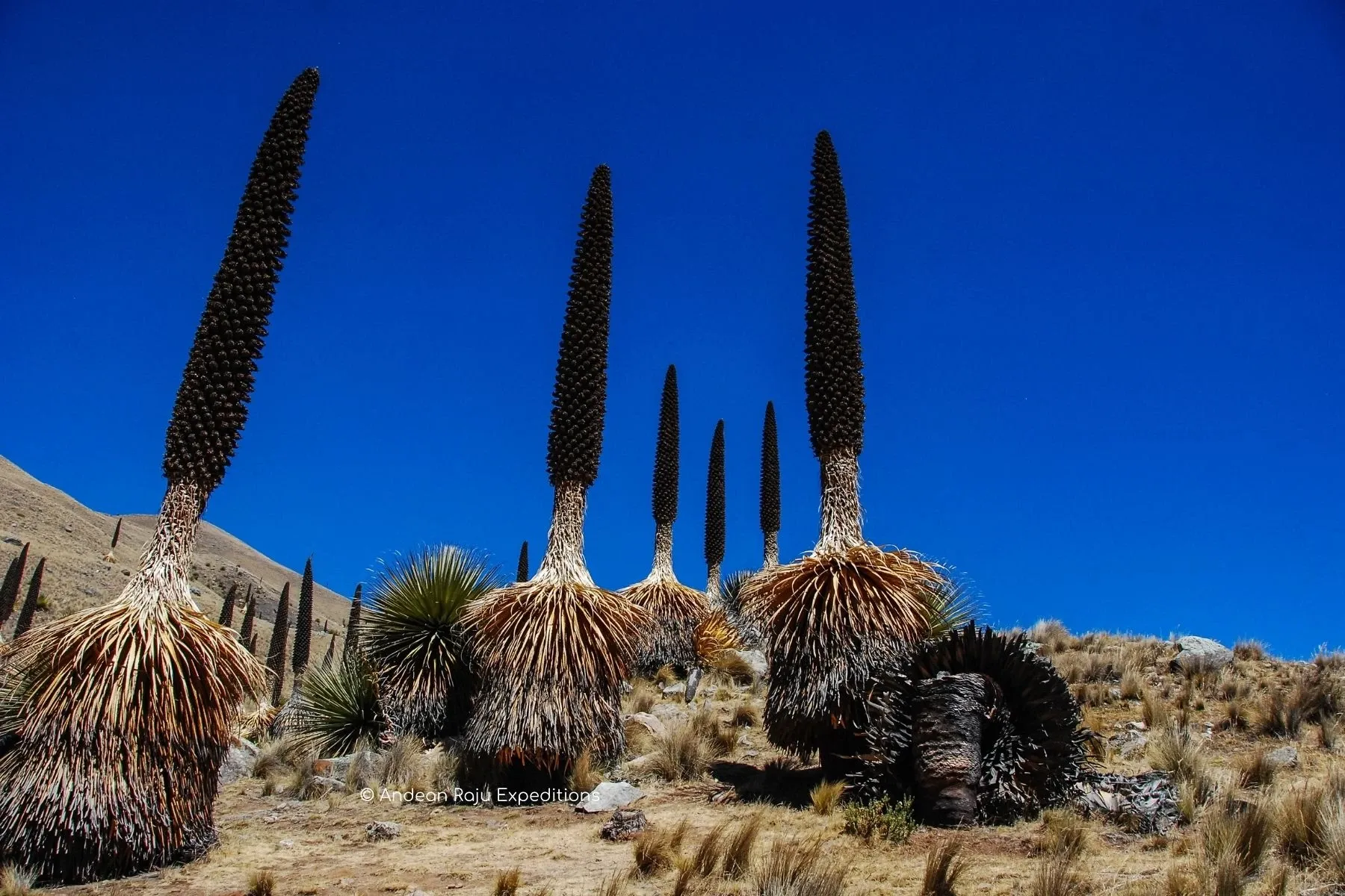 Paisaje de montaña 1