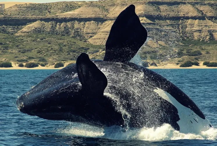 Paisaje de montaña 5