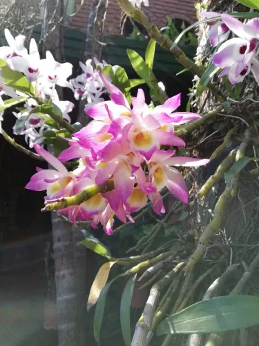 Paisaje de montaña 17