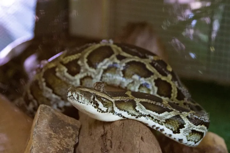 Paisaje de montaña 20