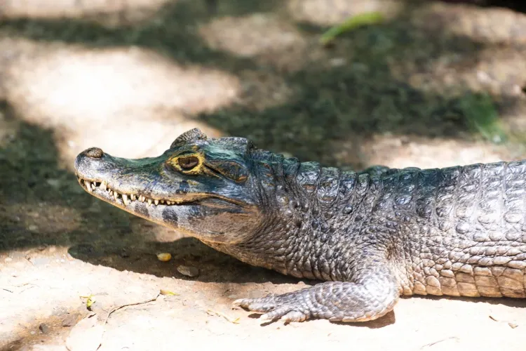 Paisaje de montaña 21