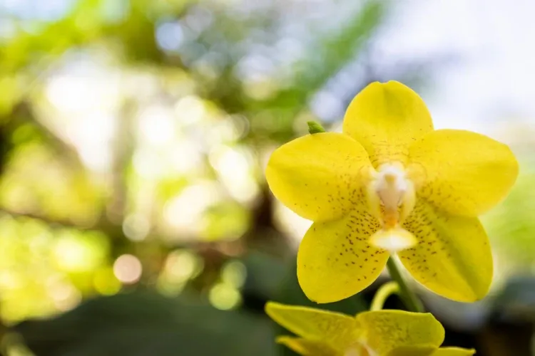 Paisaje de montaña 23