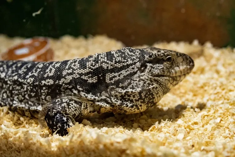 Paisaje de montaña 24