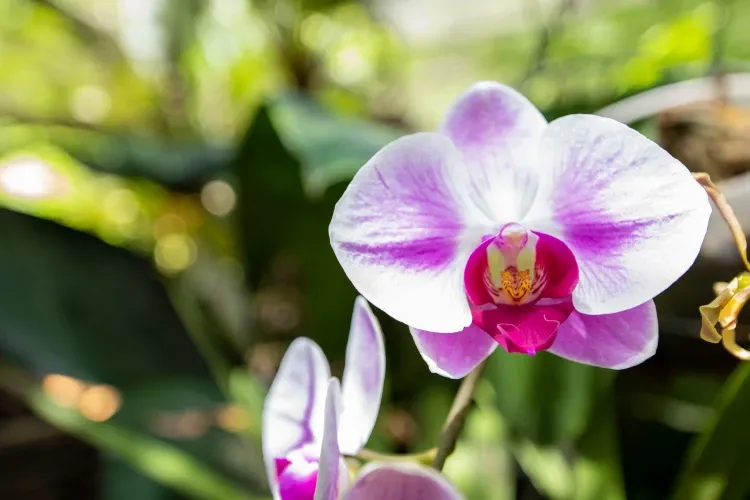 Paisaje de montaña 26