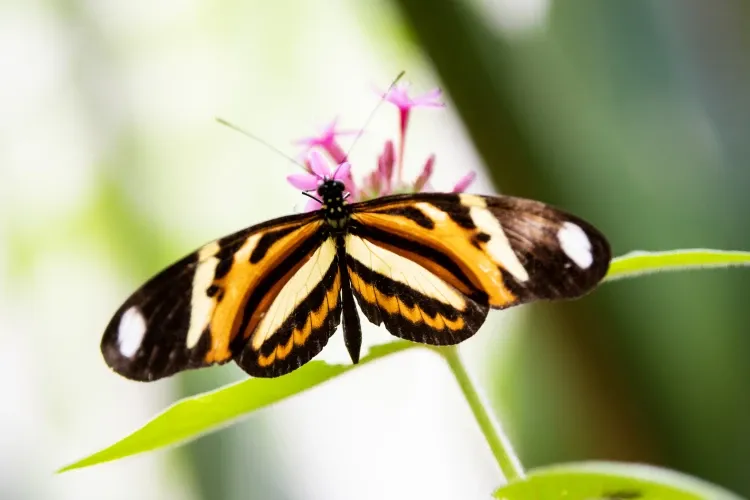 Paisaje de montaña 29