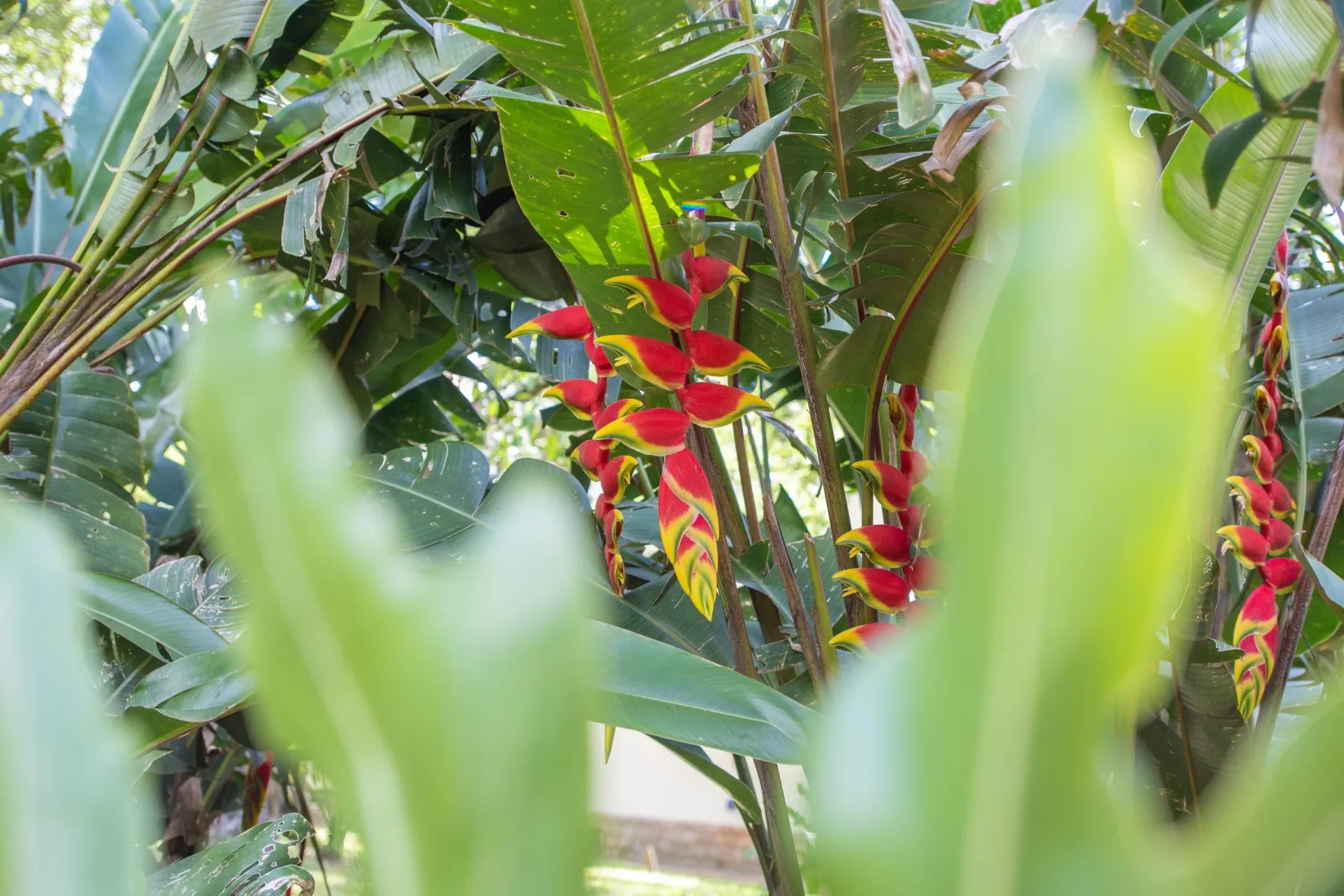 Paisaje de montaña 14