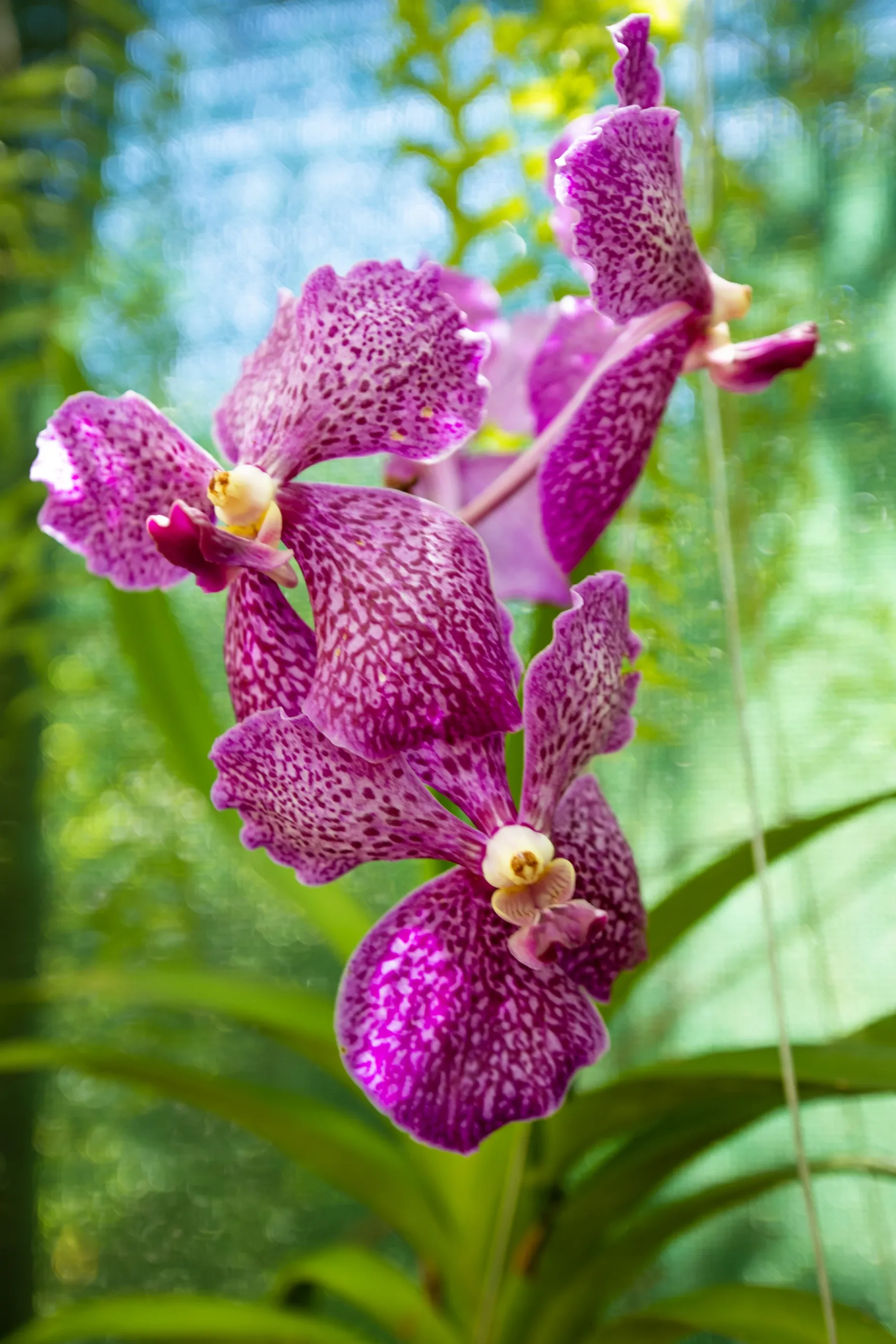 Paisaje de montaña 17