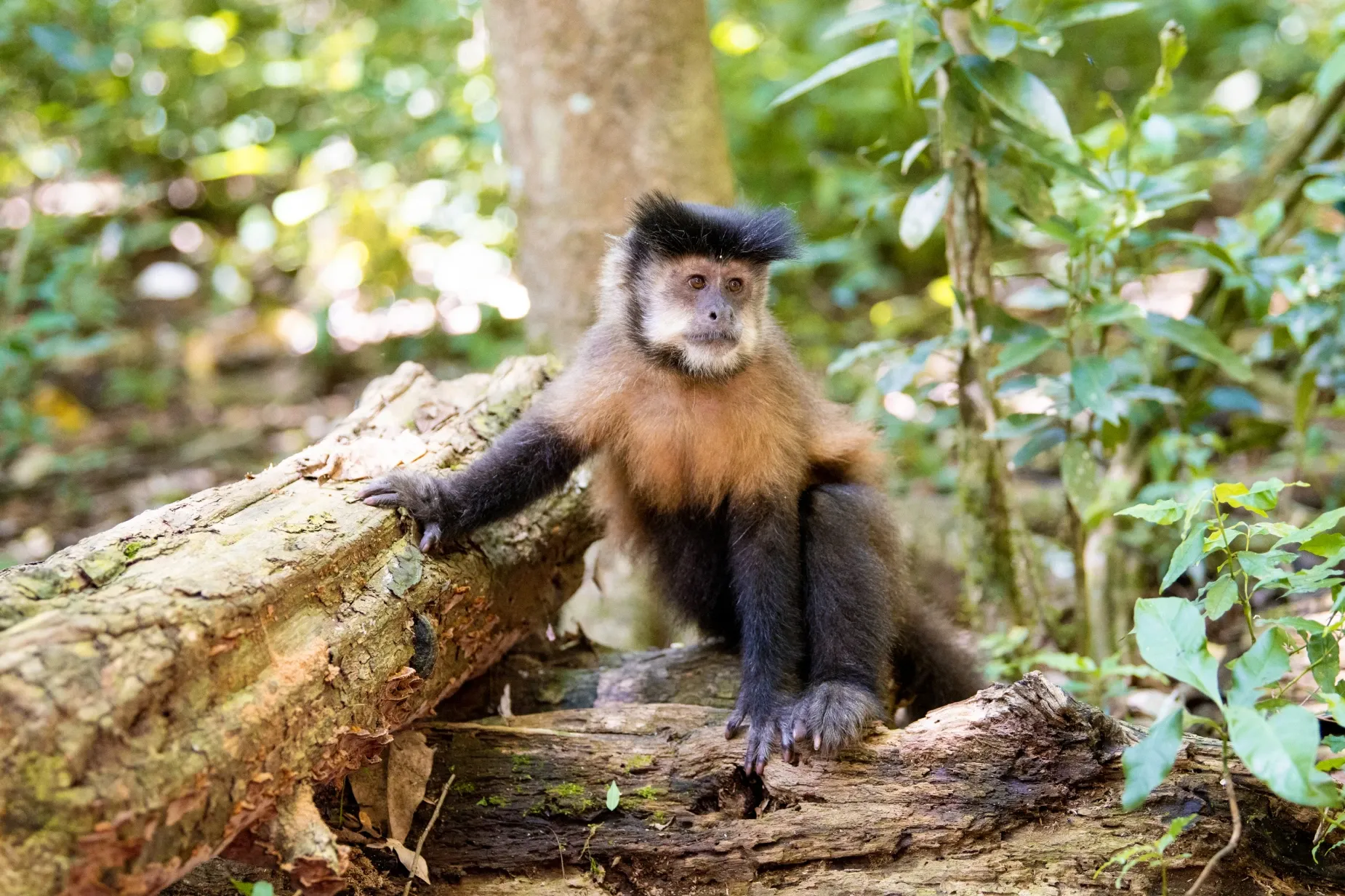 Paisaje de montaña 20