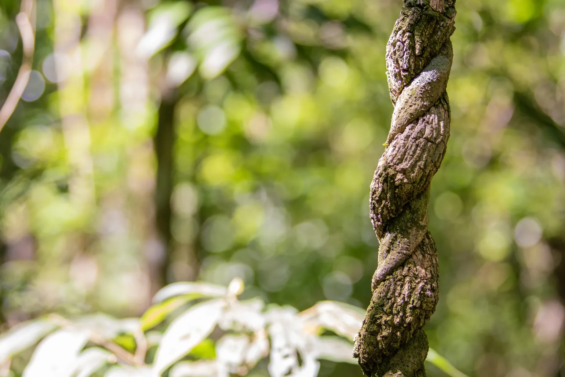 Paisaje de montaña 26