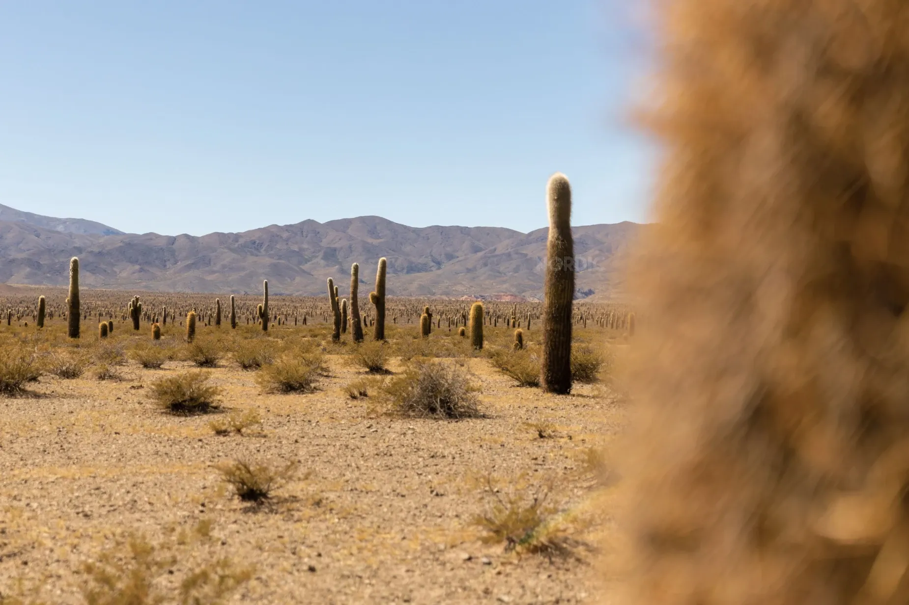 Paisaje de montaña 16