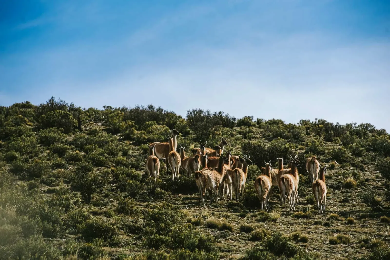 Paisaje de montaña 4