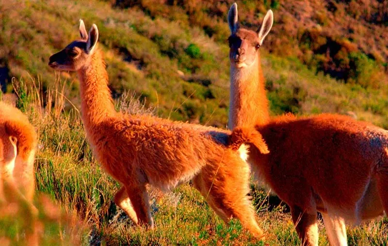 Paisaje de montaña 7