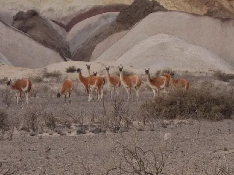 Paisaje de montaña 27