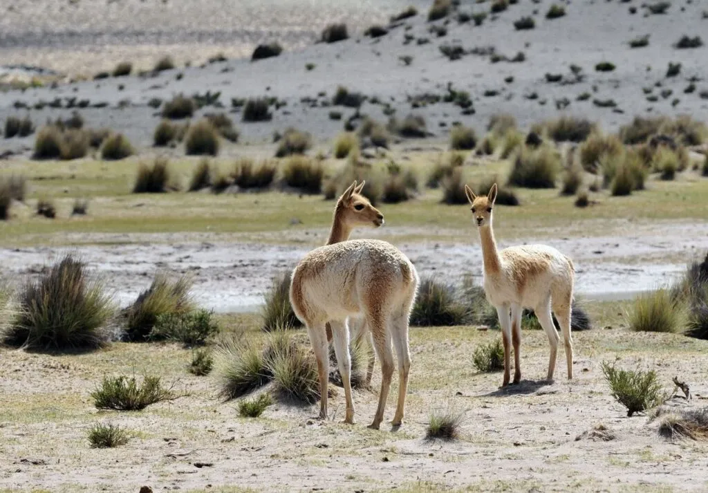 Paisaje de montaña 5