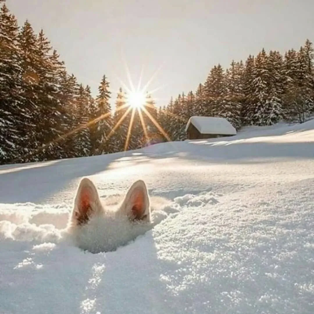 Paisaje de montaña 4