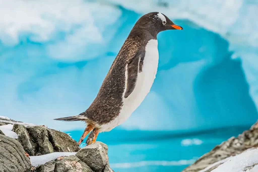 Paisaje de montaña 22