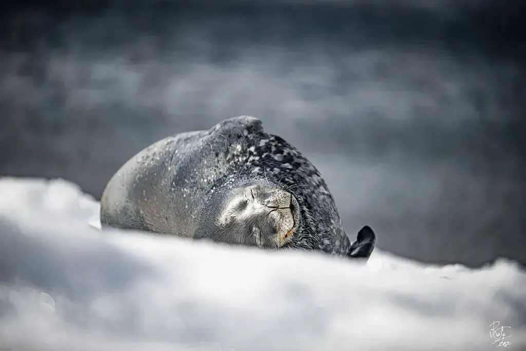 Paisaje de montaña 13