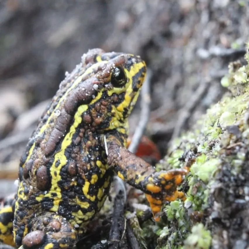 Paisaje de montaña 9