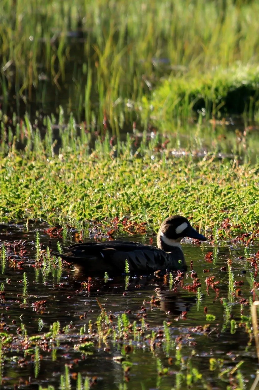 Paisaje de montaña 7