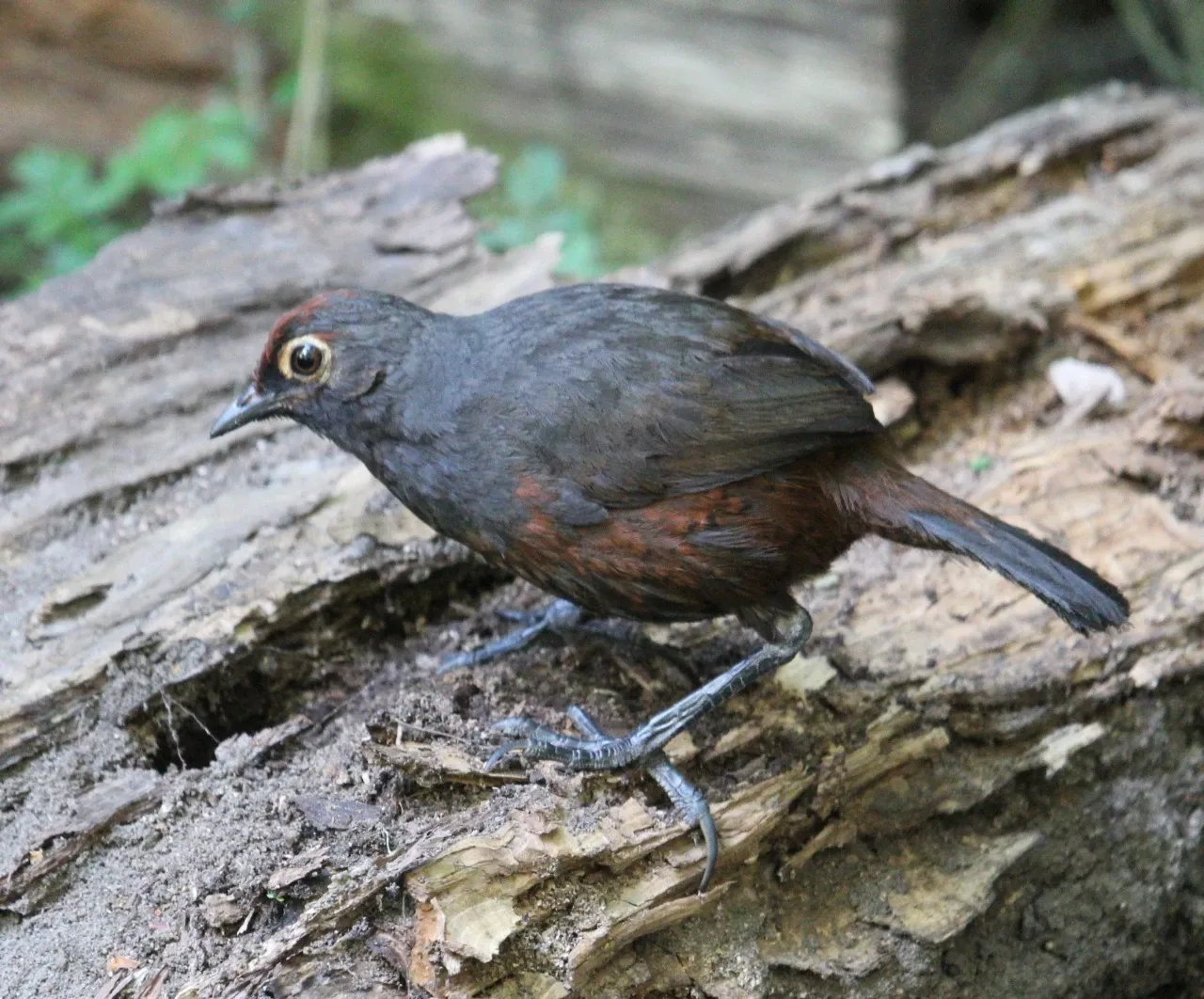 Paisaje de montaña 8