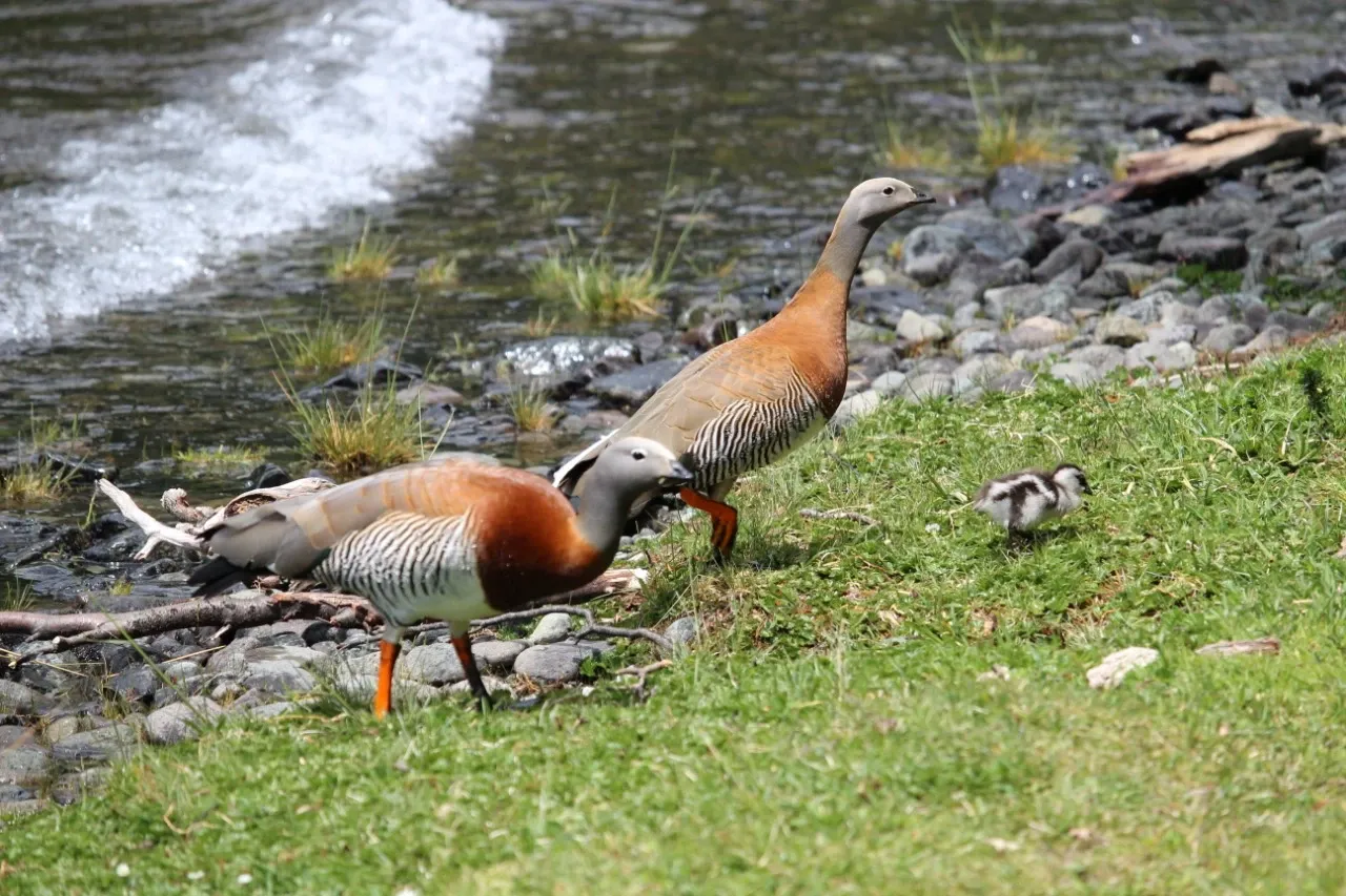 Paisaje de montaña 11