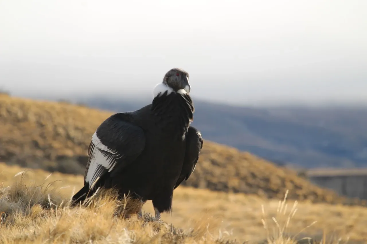 Paisaje de montaña 12