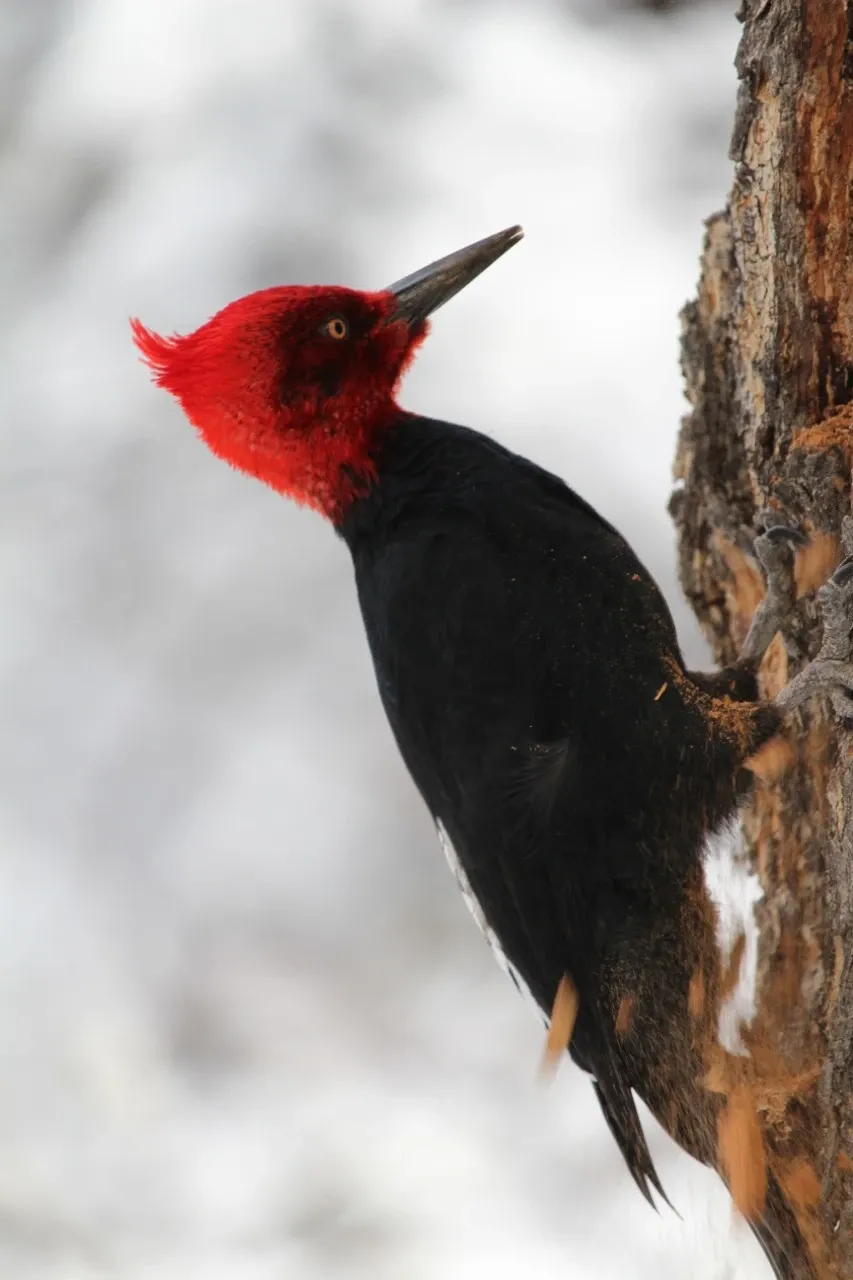 Paisaje de montaña 1