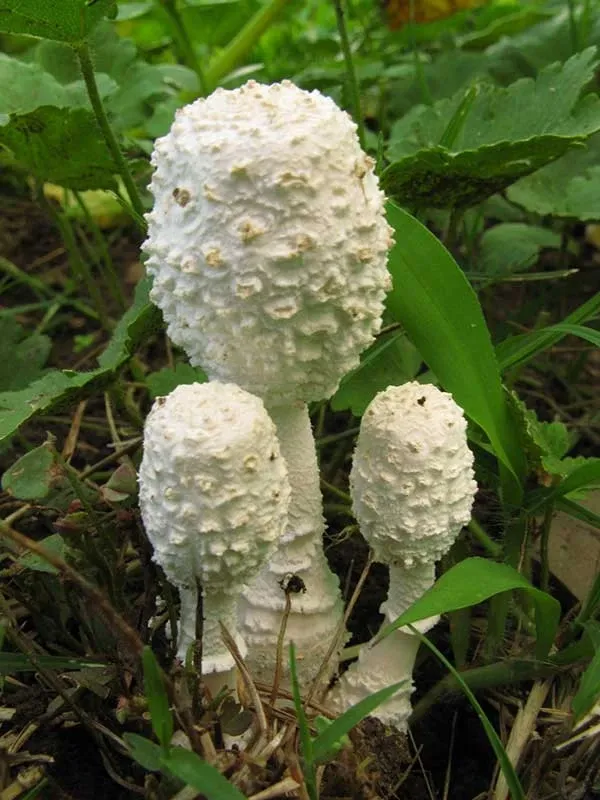 Paisaje de montaña 12