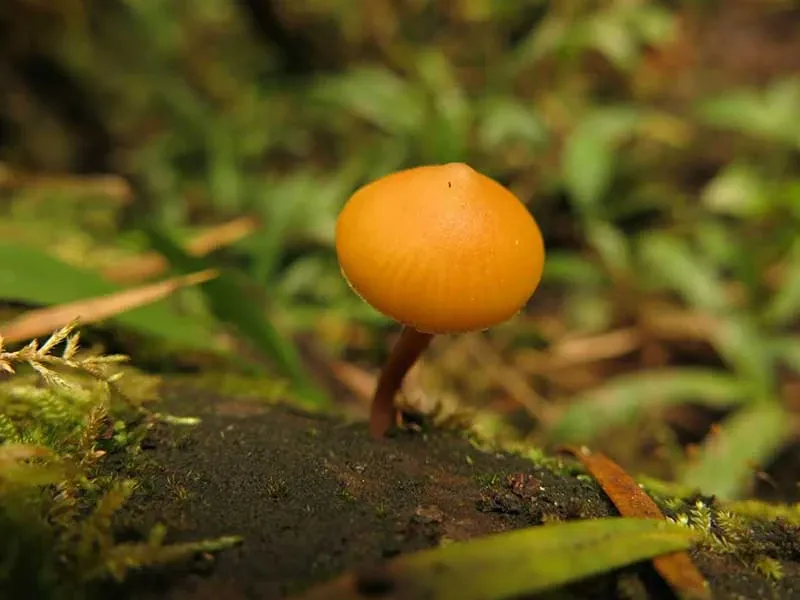 Paisaje de montaña 13