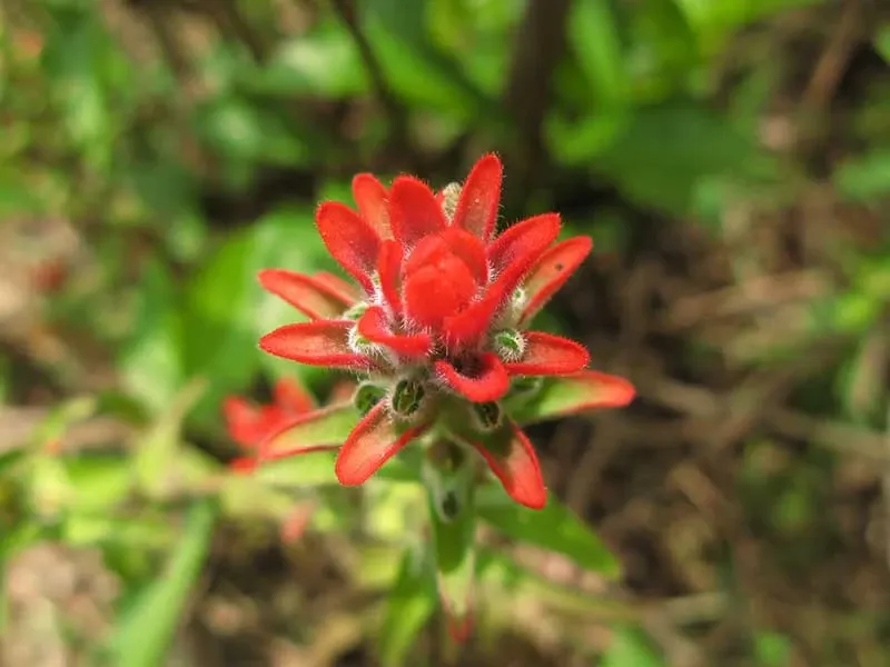 Paisaje de montaña 15