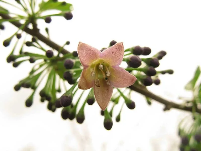 Paisaje de montaña 16